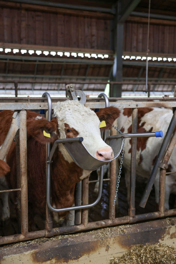 Vink Kopfstütze für Rinder